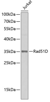 Anti-Rad51D Antibody (CAB7534)