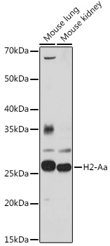 Anti-H2-Aa Antibody (CAB18325)