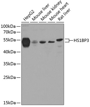 Anti-HS1BP3 Polyclonal Antibody (CAB8250)