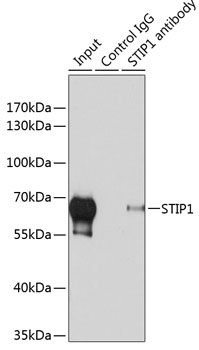 Anti-STIP1 Antibody (CAB14106)