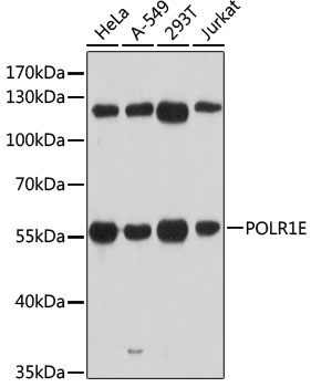 Anti-POLR1E Antibody (CAB12700)