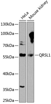 Anti-QRSL1 Polyclonal Antibody (CAB8499)