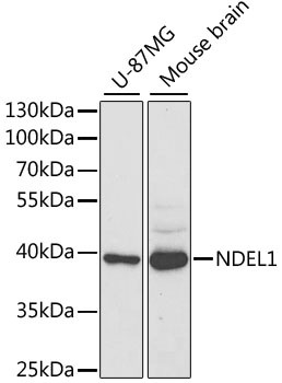 Anti-NDEL1 Antibody (CAB5776)