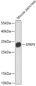 Anti-SFRP5 Antibody (CAB16734)