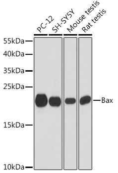 Anti-Bax Antibody (CAB15646)