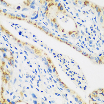 Anti-CTSG Antibody (CAB5636)