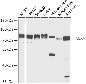 Anti-CBX4 Antibody (CAB5532)