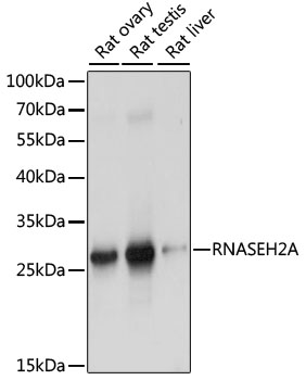 Anti-RNASEH2A Antibody (CAB15132)