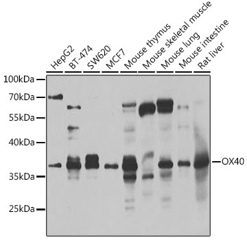 Anti-OX40 Antibody (CAB7499)
