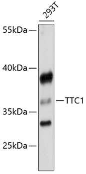 Anti-TTC1 Polyclonal Antibody (CAB8745)