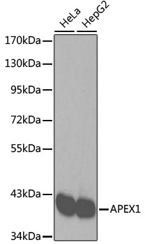 Anti-APEX1 Antibody [KO Validated] (CAB2587)