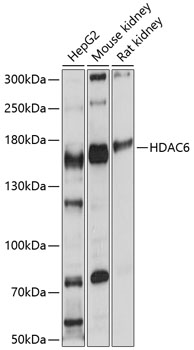 Anti-HDAC6 Antibody (CAB11261)