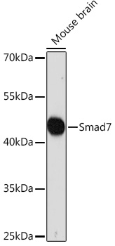 Anti-Smad7 Antibody (CAB16396)