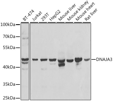 Anti-DNAJA3 Antibody (CAB7030)