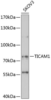 Anti-TICAM1 Antibody (CAB14162)