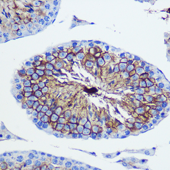 Anti-CD47 Antibody (CAB1838)