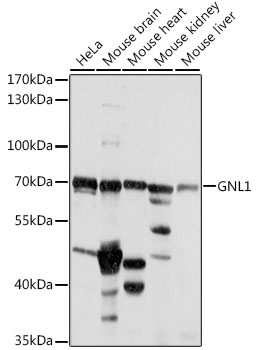Anti-GNL1 Antibody (CAB16047)