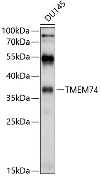 Anti-TMEM74 Antibody (CAB10379)