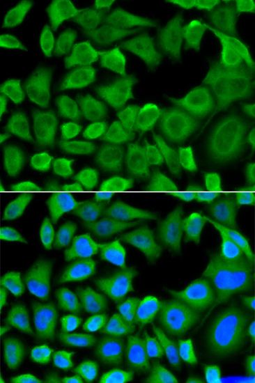 Anti-Bim Antibody (CAB12554)