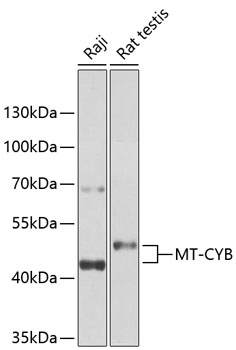 Anti-MT-CYB Polyclonal Antibody (CAB9762)