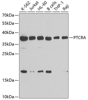 Anti-PTCRA Antibody (CAB7150)