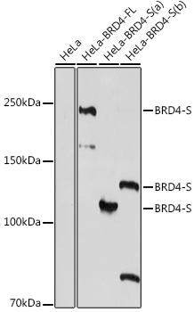 Anti-BRD4-S Antibody [KO Validated] (CAB20019)