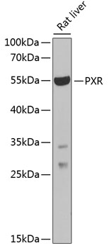 Anti-PXR Antibody (CAB1583)