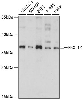 Anti-FBXL12 Antibody (CAB14589)