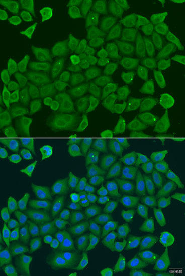 Immunofluorescence analysis of U2OS cells using SHC4 antibody at dilution of 1:100. Blue: DAPI for nuclear staining.