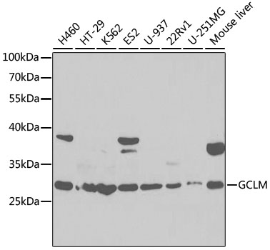 Anti-GCLM Antibody (CAB13989)