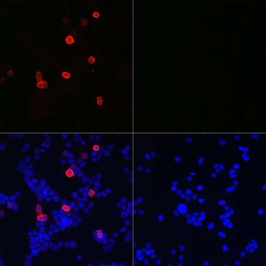 Anti-Mouse anti HA-Tag Monoclonal Antibody (CABE008)