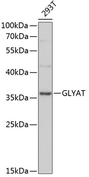 Anti-GLYAT Antibody (CAB13831)