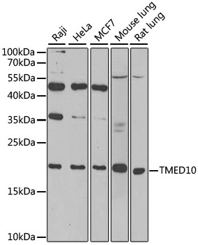 Anti-TMED10 Antibody (CAB6771)