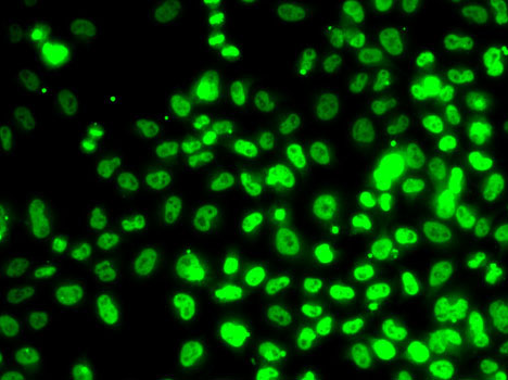 Anti-RPA3 Antibody (CAB6721)