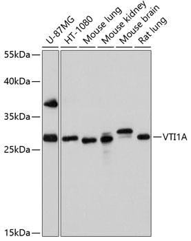 Anti-VTI1A Antibody (CAB5162)