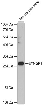 Anti-Synaptogyrin-1 Polyclonal Antibody (CAB8175)