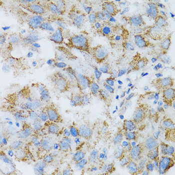 Anti-PSMD10 Antibody (CAB1949)