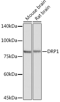 Anti-DRP1 Antibody (CAB2586)