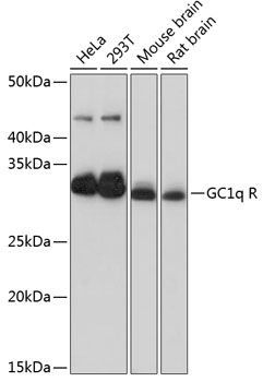 Anti-GC1q R Antibody