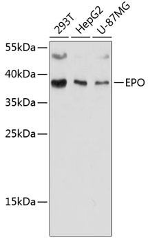 Anti-EPO Antibody (CAB12435)