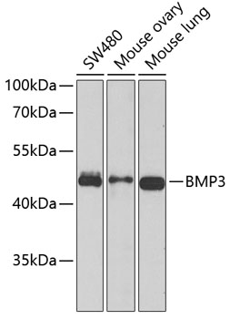 Anti-BMP3 Antibody (CAB6877)