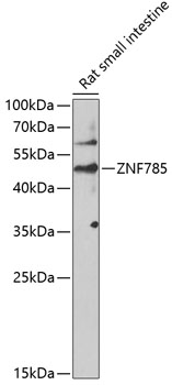 Anti-ZNF785 Antibody (CAB14161)