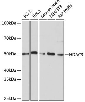 Anti-HDAC3 Antibody (CAB19537)