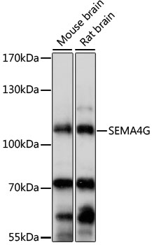 Anti-SEMA4G Antibody (CAB15492)