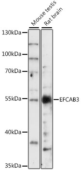 Anti-EFCAB3 Antibody (CAB16170)