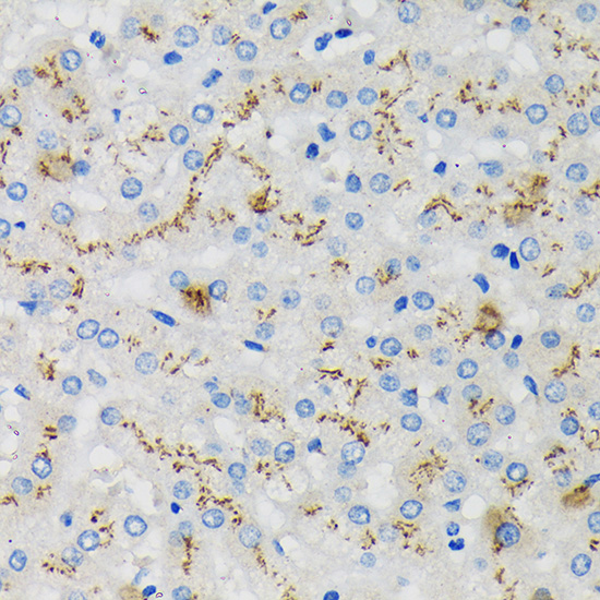 Anti-SDF4 Antibody (CAB15443)