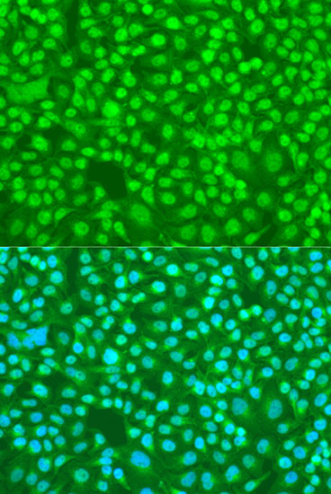 Anti-SFRS9 Antibody (CAB12538)