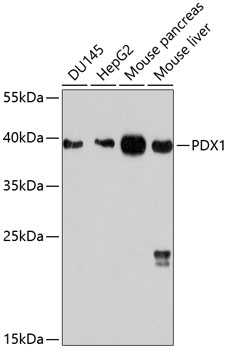 Anti-PDX1 Antibody (CAB10173)