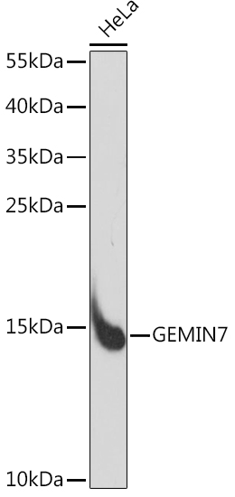 Anti-GEMIN7 Antibody (CAB15189)