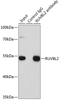 Anti-RUVBL2 Antibody (CAB1905)